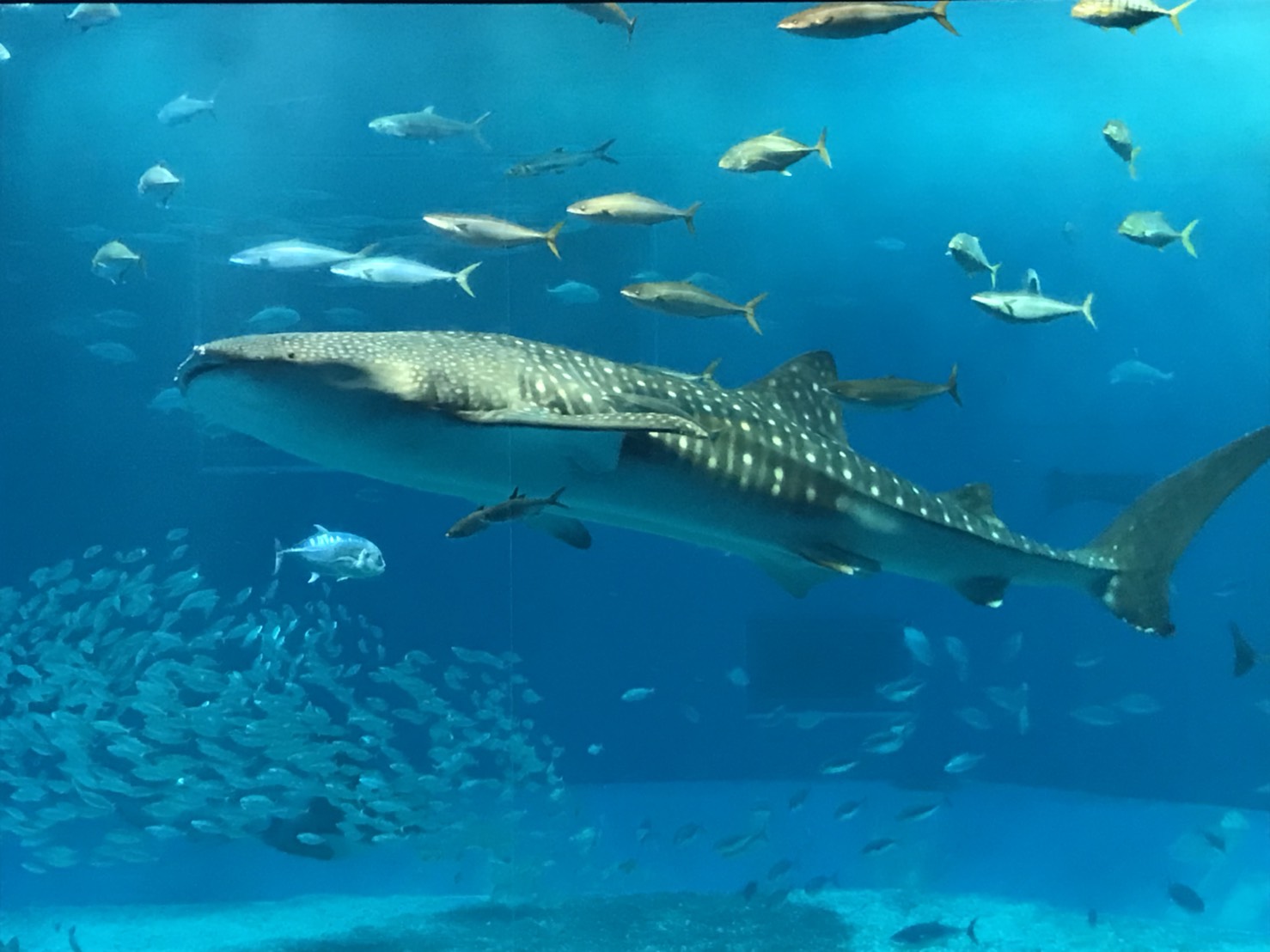 美ら海水族館