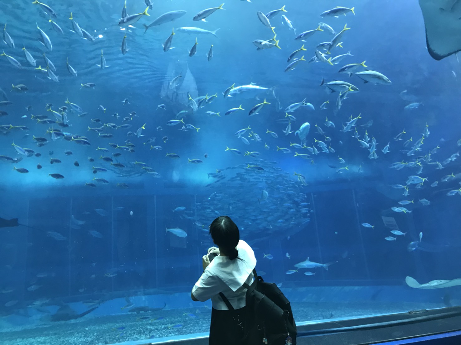 美ら海水族館