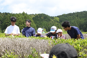 茶摘み