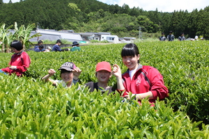 茶摘み