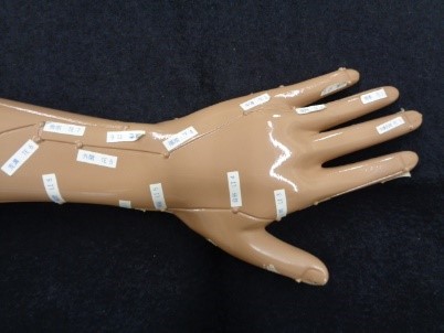 腕の経穴模型