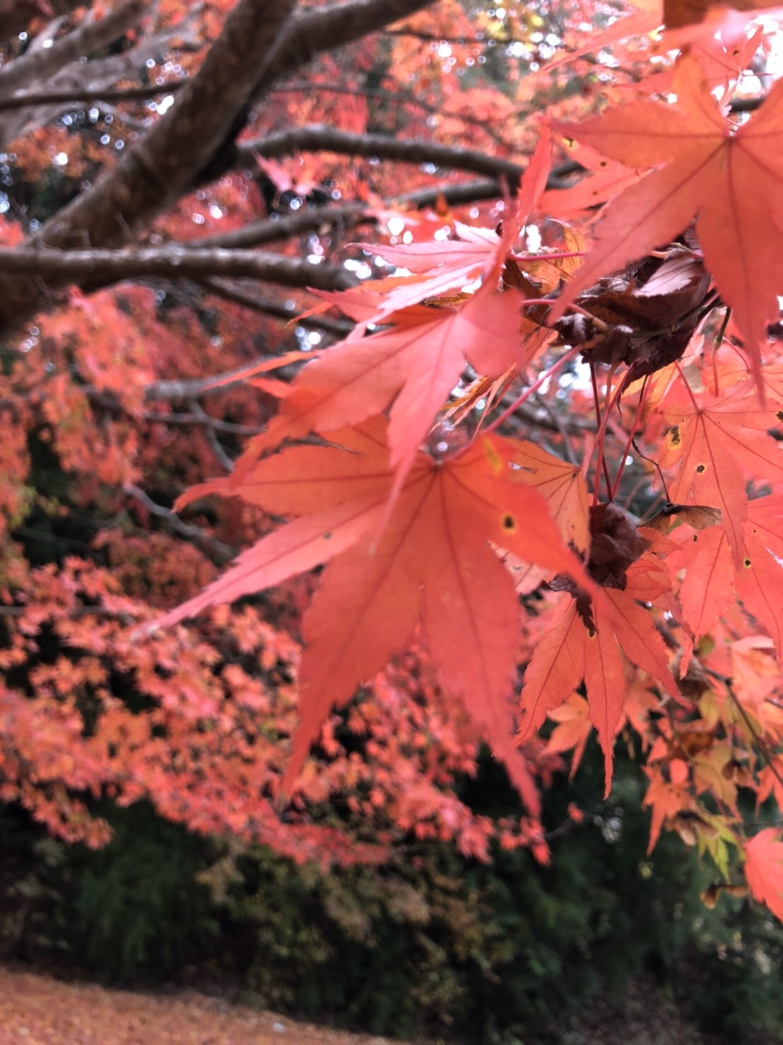 福島里穂