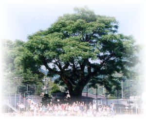 おうちの木の下に集った２００２年度全校児童＆校舎：クリックすると大きな写真が見られます。（７４ＫＢ）